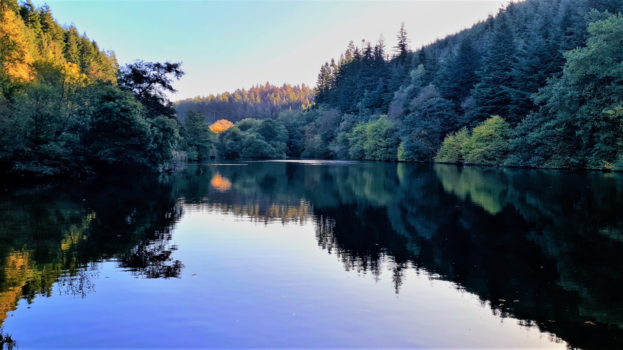 dalby-forest Large